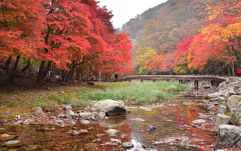 [당일] 강천산 단풍+채계산출렁다리+순창고추장마을